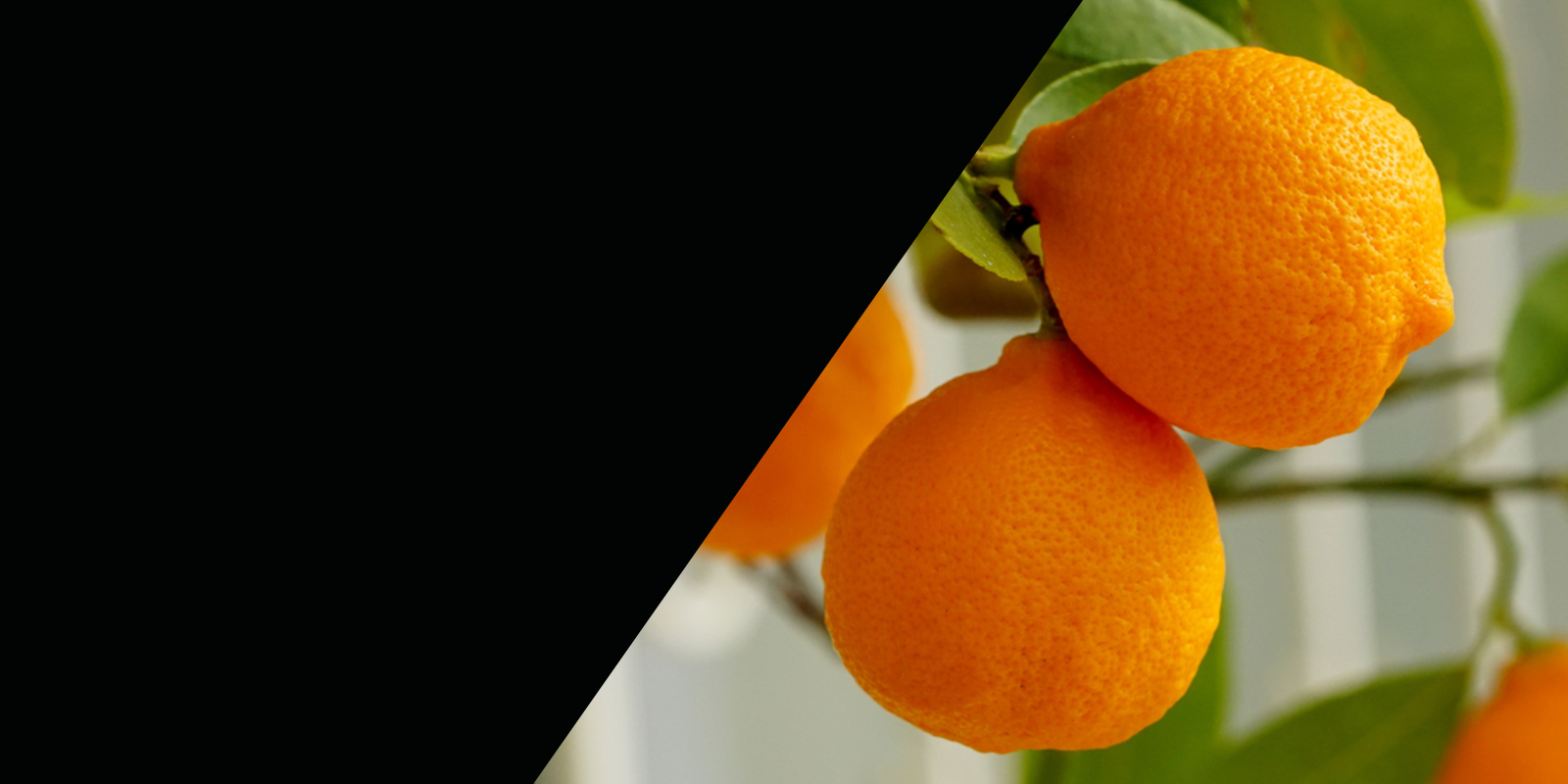 SLIDER-naranjas still alquiler